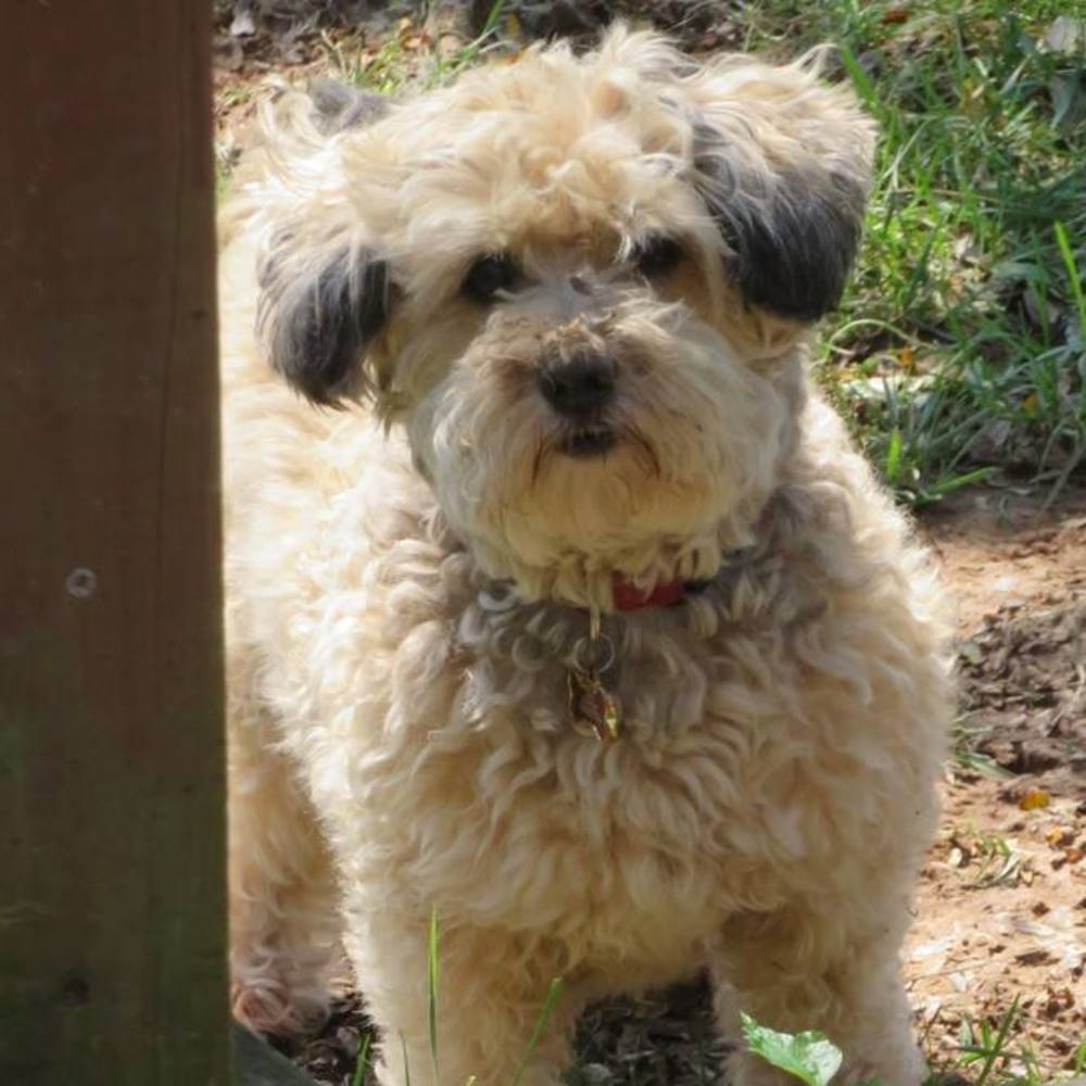 Meet your Posher, Lola